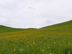 花-木兰围场