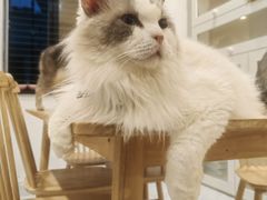 -楼上猫咖(罗湖店)