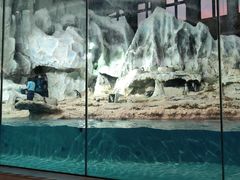 -帝企鹅自助餐厅•儿童岛•真企鹅(长隆企鹅酒店)