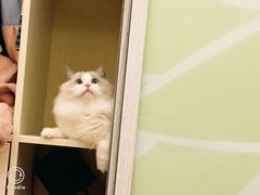 -Bastet sally猫舍购宠(静安店)