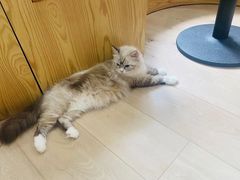 -Bastet sally猫舍购宠(静安店)