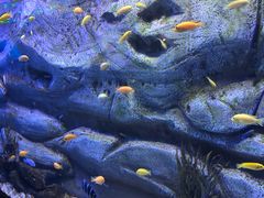 -芜湖新华联大白鲸海洋公园