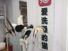 -爱洗澡的猫(望京店)
