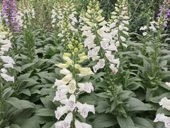 -广西壮族自治区药用植物园