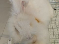 -怪兽屋·羊驼·猫咖·狗咖(俊华广场店)