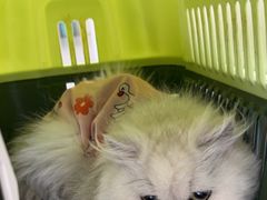 -爱侣宠医·鹦鹉专科·小型哺乳类·异宠专科(灵石路店)