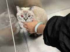 -中农国际动物医院24小时·猫科·骨科·急重症中心