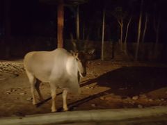 -清迈夜间动物园