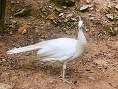 -泉州海丝野生动物世界