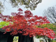 -苏州上方山国家森林公园