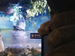 -烟台海昌鲸鲨海洋公园