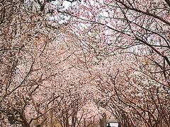 -桃花堤公园