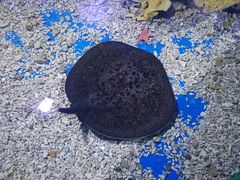 -白鹿仓冰雪海洋世界