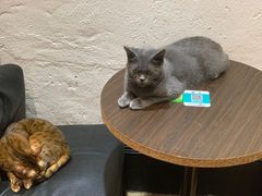 -猫色咖啡·猫咖