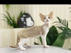 -山宅一喵德文卷毛猫舍