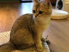 -柯斗斗主题餐厅·狗咖·围炉煮茶·茶饮(国瑞升平里店)