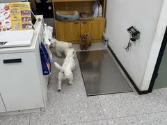 -四月宠物医院·猫专科·心脏专科·内科(转塘店)