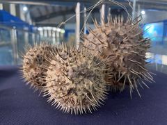 -上海海洋大学鱼文化博物馆(军工路校区)