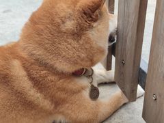 -柴犬高等学院·狗咖·柴犬售卖·宠物训练