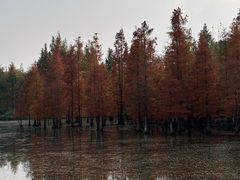 -白鹭湾湿地公园