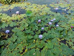 -池杉湖湿地公园