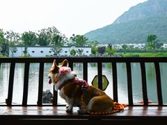 -桃花岛景观公园
