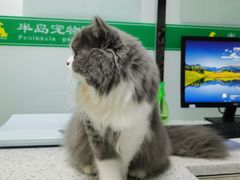 -半岛宠物医院24小时(科华中路店)