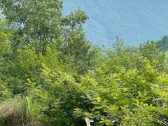 -楠溪江风景名胜区