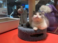 -babydoll猫舍·米努特·德文·缅因(久光中心店)