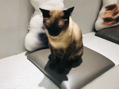 -飞行喵MR PILOT|猫舍·猫咖(静安大融城店)