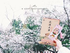 -武汉大学-樱园
