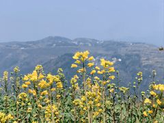 -桑洲油菜花景区