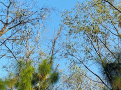 -合肥滨湖国家森林公园