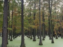 -渌洋湖湿地公园