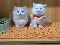 -欣宠猫屋·矮脚拿破仑·蓝金金渐层