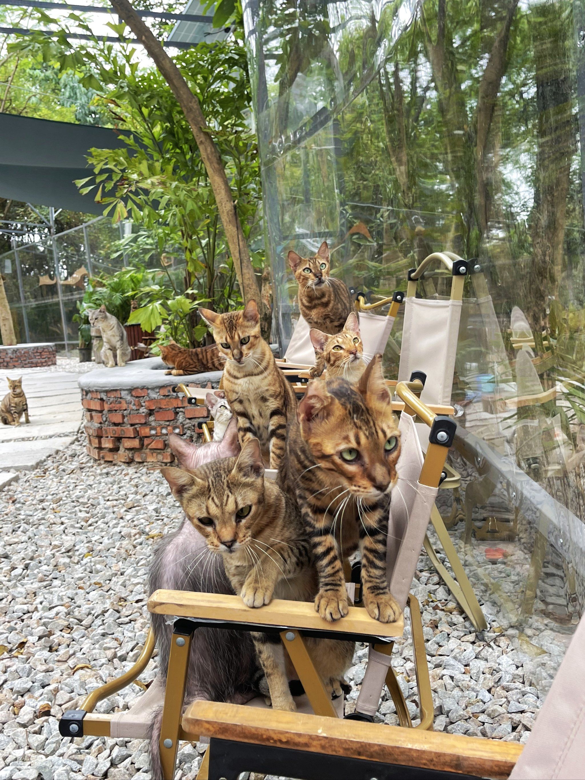 周末必带孩子去的地方～悠闲猫咪森林