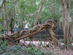 -中国科学院西双版纳热带植物园