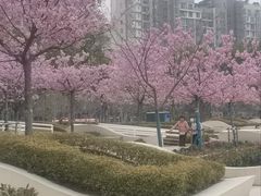 -新江湾城公园