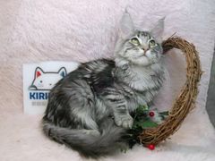 -十年猫舍·猫咪专门店(普陀店)