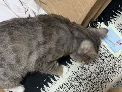 -瑞派福兴宠物医院犬猫全科·骨科·中西医结合(河东店)