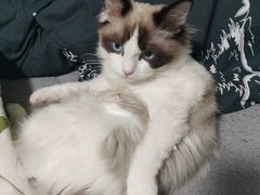 -瑞派福兴宠物医院犬猫全科·骨科·中西医结合(河东店)