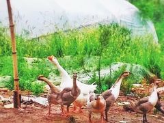 -武汉紫薇都市田园