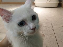 -飞行喵MR PILOT|猫舍·猫咖(静安大融城店)