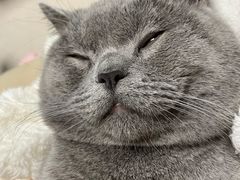 -屋虎猫馆(宝安大仟里店)