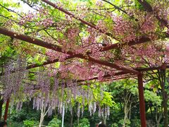 -嘉定紫藤园