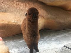 -杭州开元森泊度假乐园