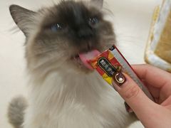 -藏猫猫咖啡主题馆(中央大道店)