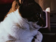 -关爱宠物医院·猫科中心·消化科(滨湖万达分院)