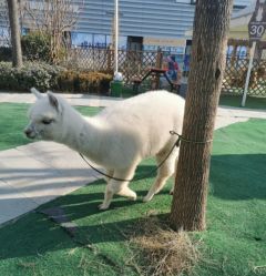 -萌宠亲子动物乐园(槐房万达店)