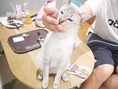 -藏猫猫咖啡主题馆(中央大道店)